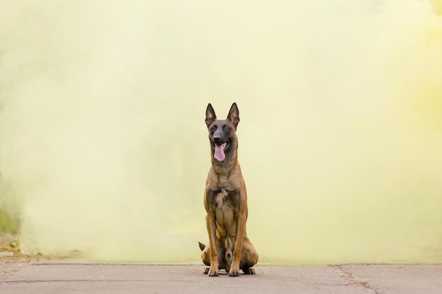 Chien de berger belge chien malinois avec de la fumée sur le fond