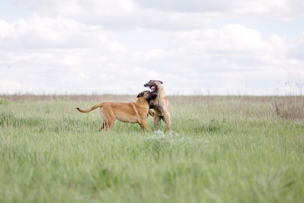 Chien de berger belge Chien malinois