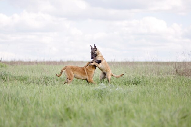 Chien de berger belge Chien malinois