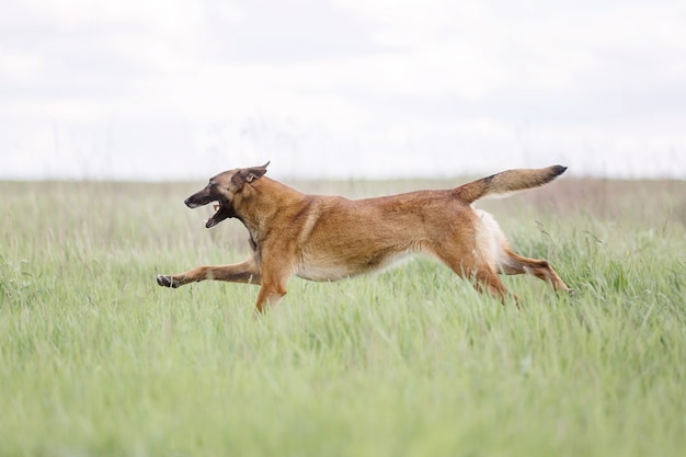 Chien de berger belge Chien malinois