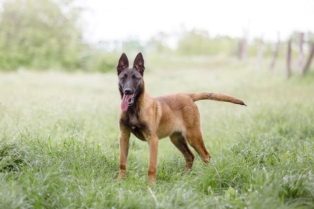 Chien de berger belge Chien malinois