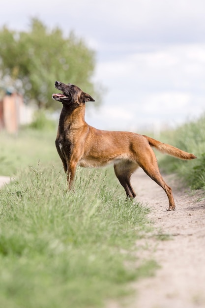 Chien de berger belge Chien malinois