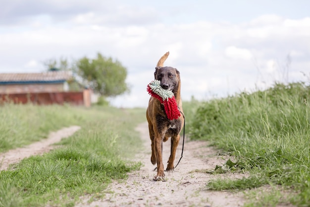 Chien de berger belge Chien malinois