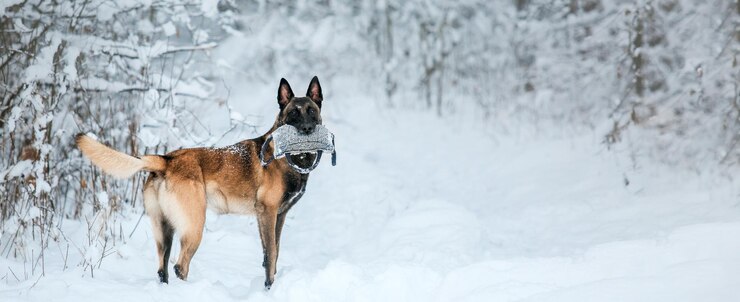 Chien berger belge dans la neige Chien malinois dans le paysage hivernal