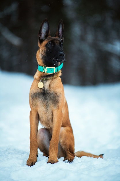 Chien de berger belge en hiver. Fond de neige. Forêt d'hiver