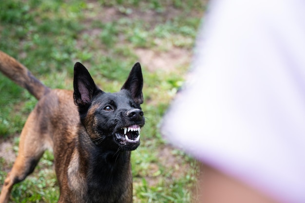 Chien de berger belge malinois grognant et menaçant montrant ses dents