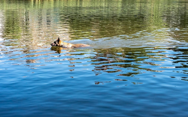 Un chien de berger belge malinois heureux et amusant joue nage et se rafraîchit sur l'eau d'une berge un matin d'été