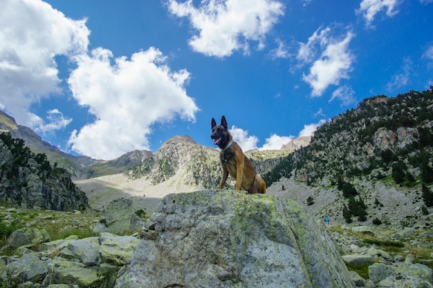 Chien de berger belge sur la nature