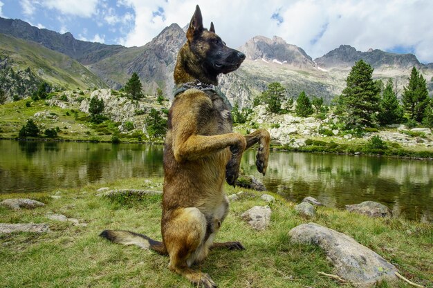 Chien de berger belge sur la nature