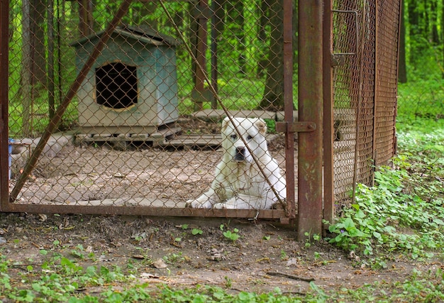 Chien de berger blanc d'Asie centrale dans une volière à l'extérieur en été par beau temps