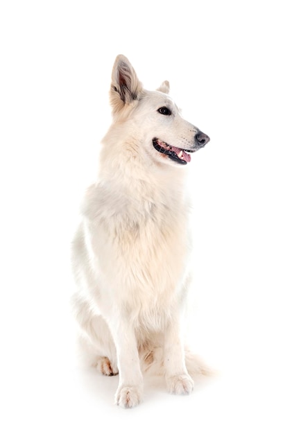 Chien de Berger Blanc Suisse