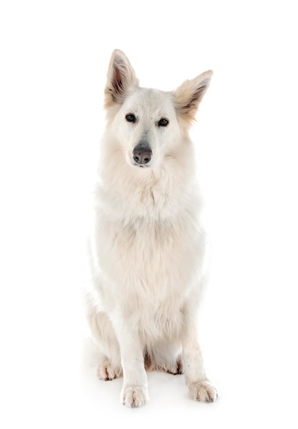 Chien de Berger Blanc Suisse