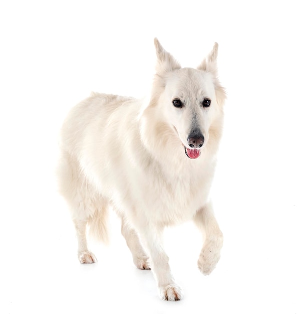 Chien De Berger Blanc Suisse