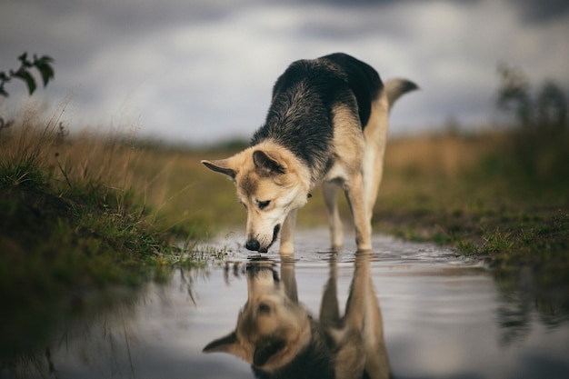 Chien de berger boire de l'eau d'une flaque d'eau