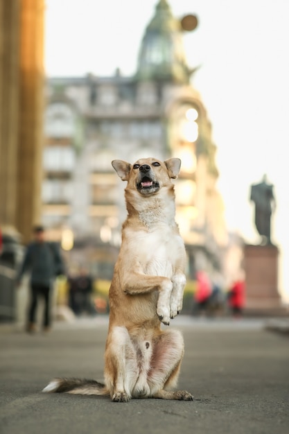 Chien de berger brun gai mendier sur place