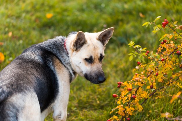 Chien de berger à côté et s'assoit en plein air sur l'herbe verte près de la maison en attente de son propriétaire