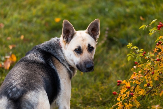 Chien de berger à côté et s'assoit en plein air sur l'herbe verte près de la maison en attente de son propriétaire