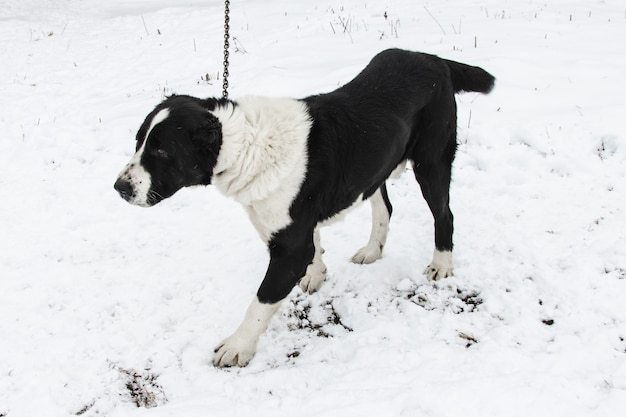 Le chien de berger du Caucase est attaché sur une chaîne contre la neige en hiver. L'une des plus anciennes races de chiens authentiques du Caucase.