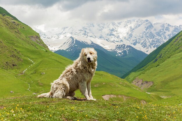 Chien de berger du Caucase pour la garde du bétail dans le village d'Ushguli. Svanétie, Géorgie