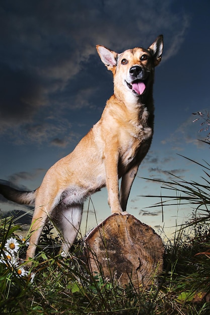 Chien de berger fort regardant dans la forêt