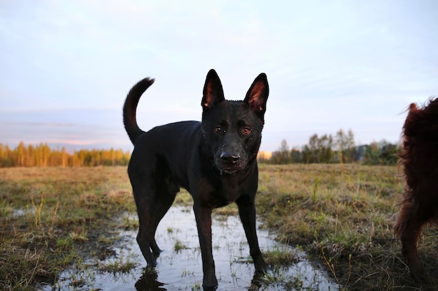 Chien de berger méfiant buvant de l'eau de la flaque d'eau dans le pré pendant la marche