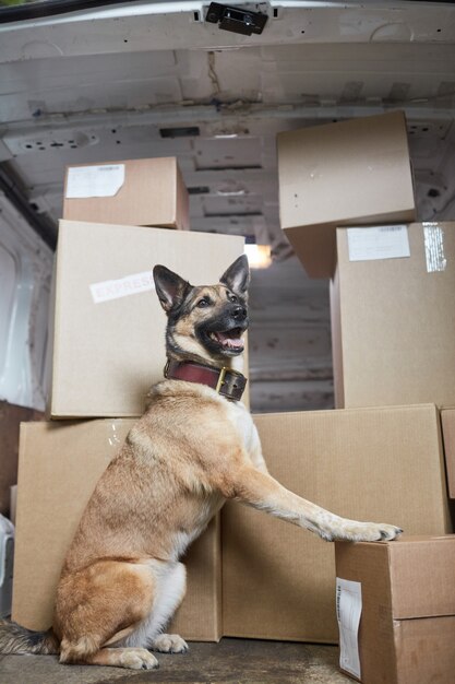 Chien de berger militaire gardant la cargaison dans le camion