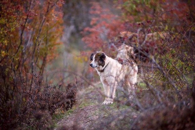 Un chien de berger poilu se reposant au milieu d'un pré