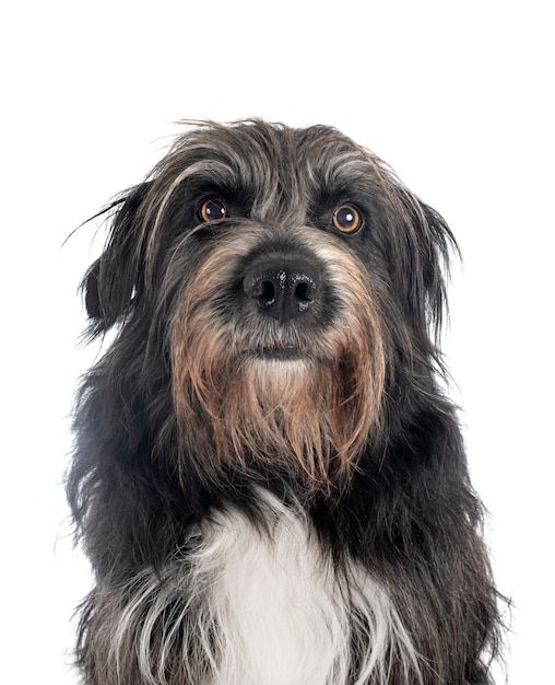 Chien de berger des Pyrénées isolé sur blanc