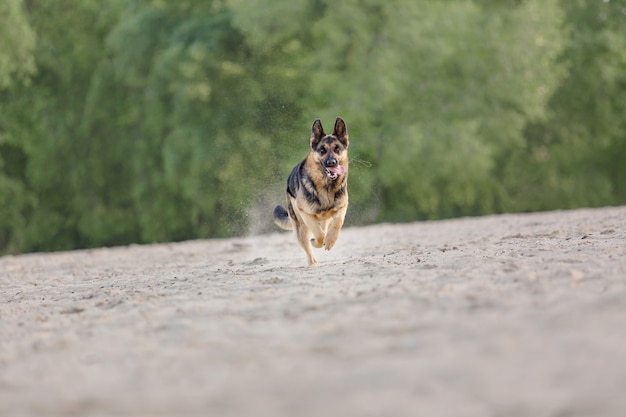 Chien de berger qui court en plein air