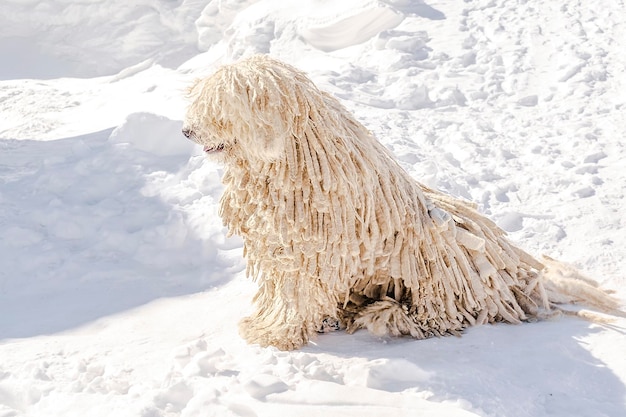 Chien de berger de race blanche hongroise de race puli avec dreadlock en plein air allongé sur la neige en hiver dans les montagnes des Carpates Ukraine Europe