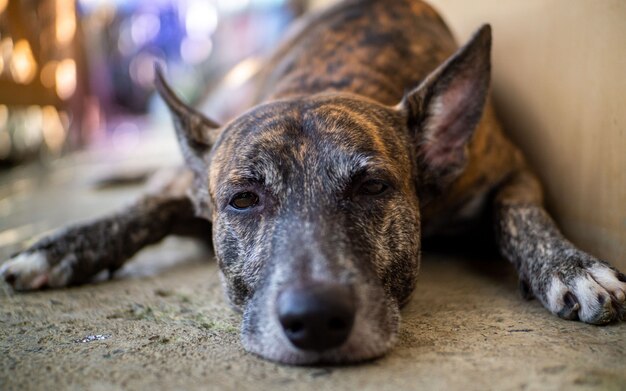 chien de berger de race mixte assis à l'extérieur