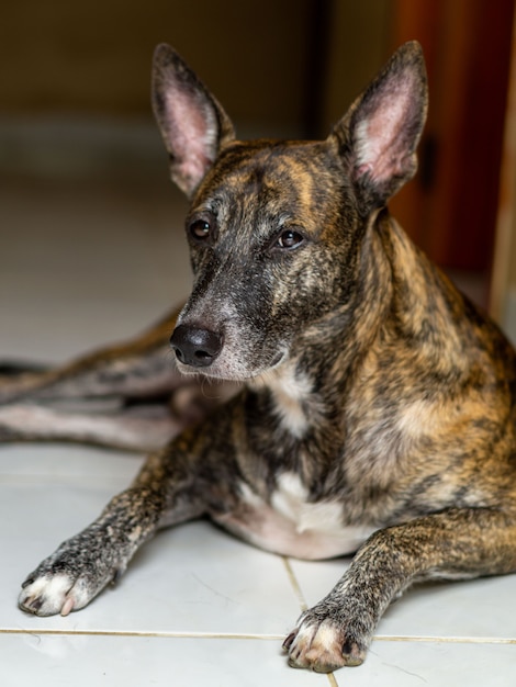 chien de berger de race mixte assis