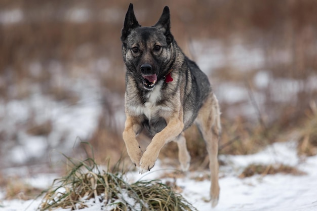 Chien de berger de race mixte courant en hiver