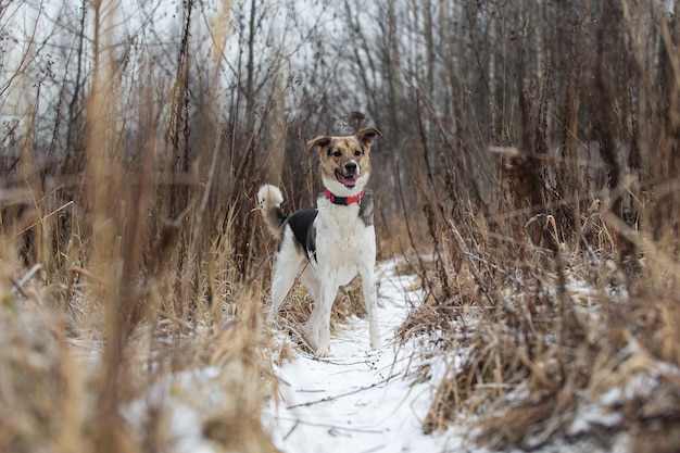 Chien de berger de race mixte debout dans le champ d'hiver