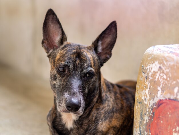 Chien de berger de race mixte debout derrière un rocher