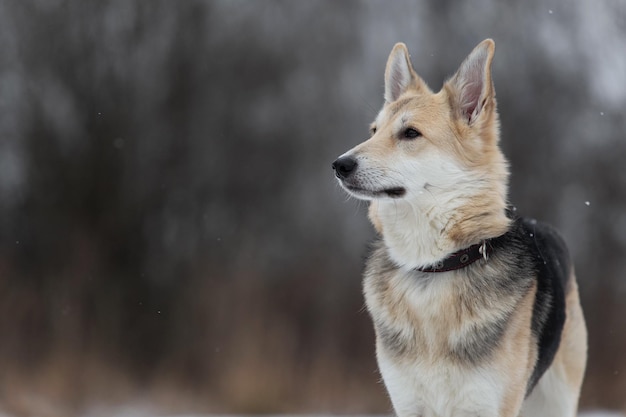 Photo chien de berger de race mixte marchant dans le champ d'hiver