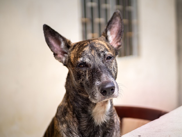 Chien de berger de race mixte regardant vers l'avant