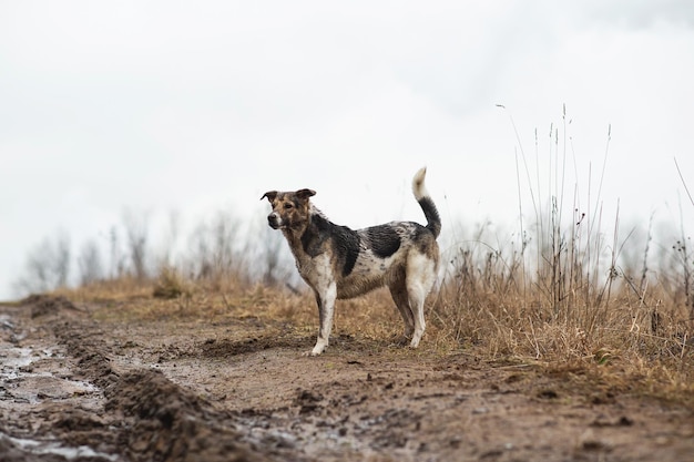 Chien de berger de race mixte très sale et humide à pied