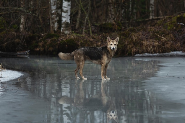 Chien de berger de race mixte très sale et humide