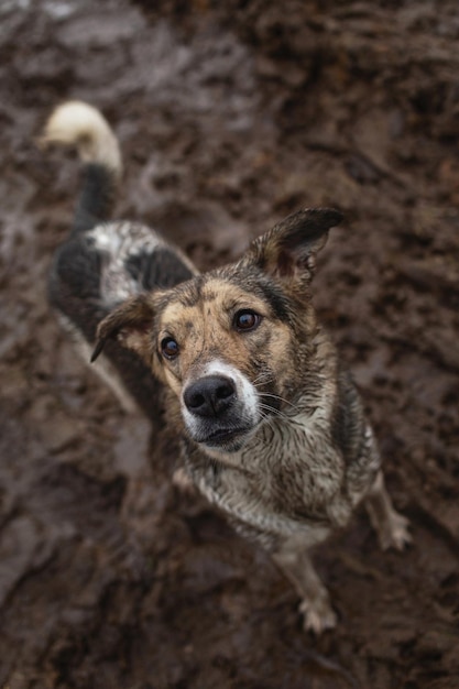 Chien de berger de race mixte très sale et humide