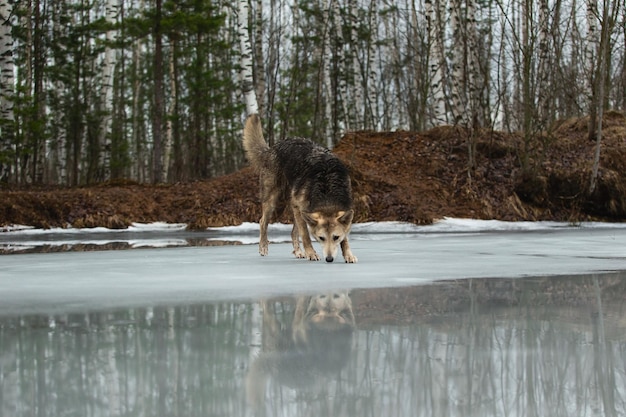 Chien de berger de race mixte très sale et humide