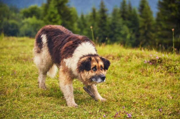 Chien de berger roumain