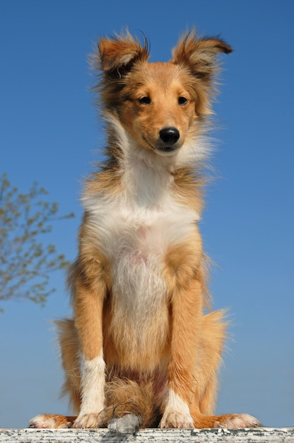 Photo chien de berger shetland chiot