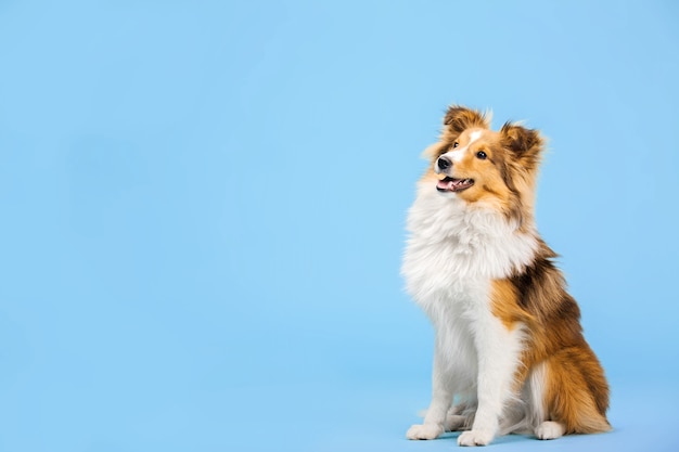 Chien de berger Shetland dans le studio photo sur fond bleu