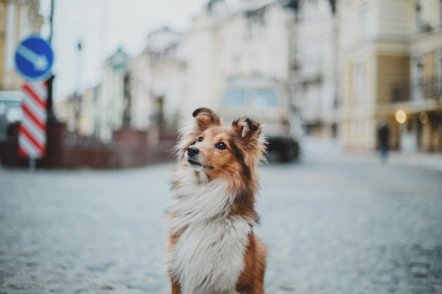 Chien de berger de Shetland dans la ville