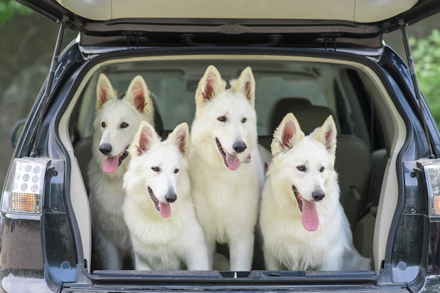 Chien de berger suisse blanc dans le coffre d'une voiture. Le début du voyage. Les chiens sont pris pour la vaccination.