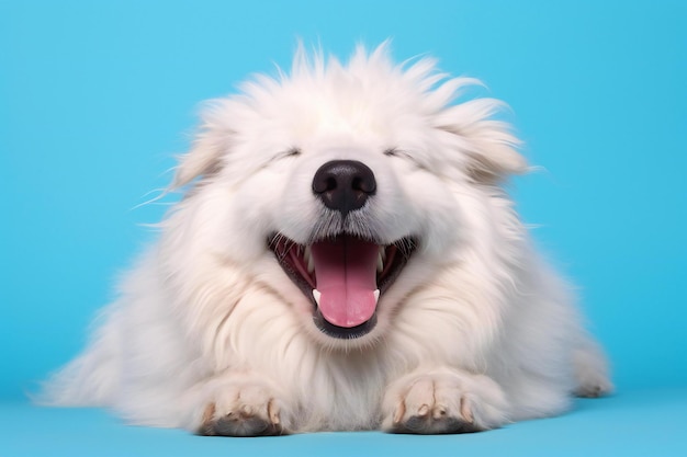 Photo chien de berger suisse blanc avec la langue sortie allongé sur un fond bleu