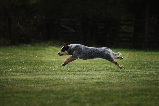 Chien de bétail australien Belle vue latérale de la phase de mouvement Compétitions et sports avec chien