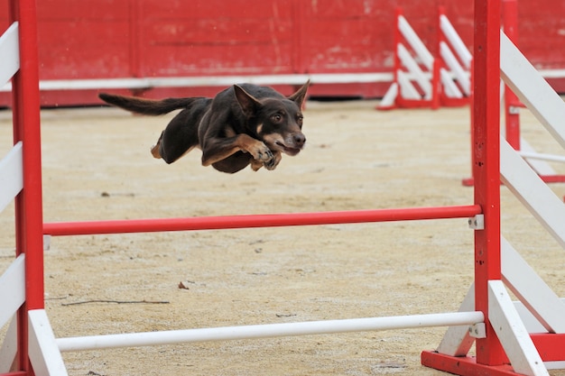 Chien de bétail australien en compétition d'agilité