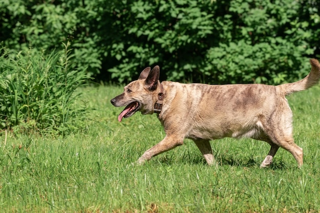 Chien de bétail australien sur l'herbe